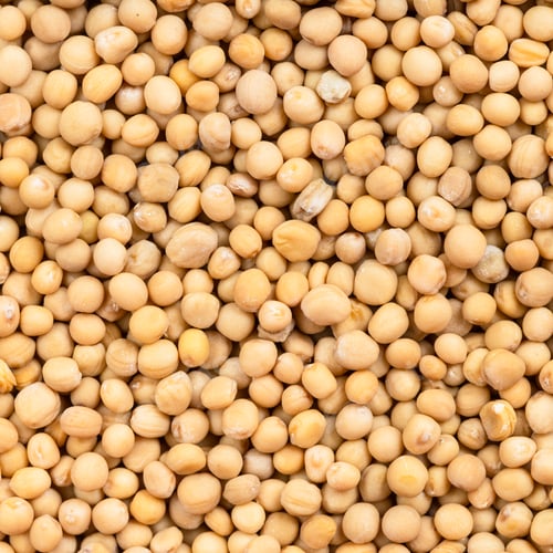 Preview: white mustard seeds (sinapis alba) close up
