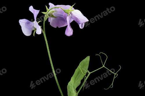 Preview: Flowers of sweet pea, isolated on black background