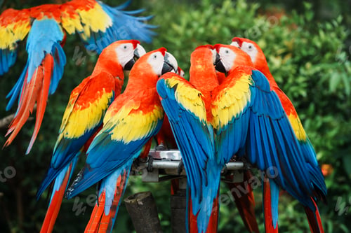 Preview: Close-up of a macaws that are a group of New World parrots that are long-tailed and often colorful