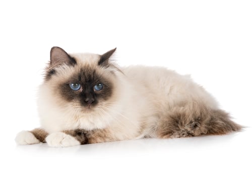 Preview: birman cat in studio