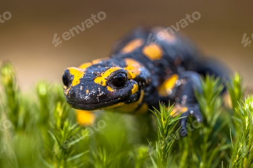 Preview: Fire salamander on moss