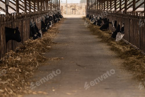 Vista previa: Interior of a stable with cattle eating straw.