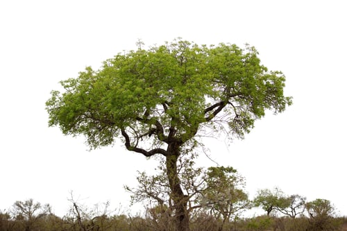 Preview: Acacia tree isolated on white sky, Vachellia tortilis in African savannah