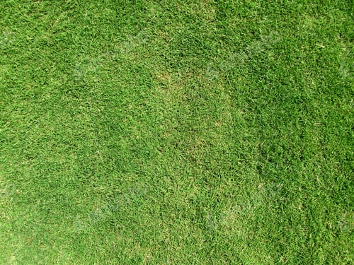 Preview: Green grass lawn