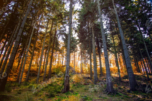 Preview: View at forest of South Silesia