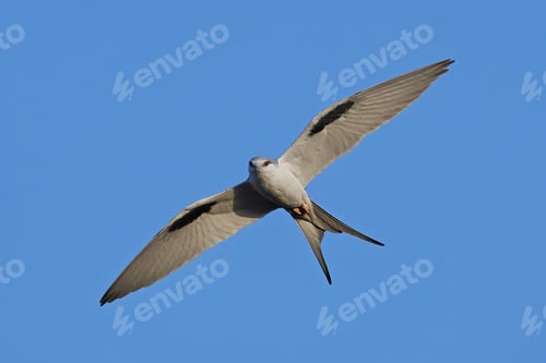 Preview: African swallow-tailed (Chelictinia riocourii)