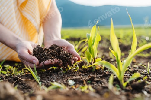 Preview: Hands of farmer showing black soil in corn agricultural field.