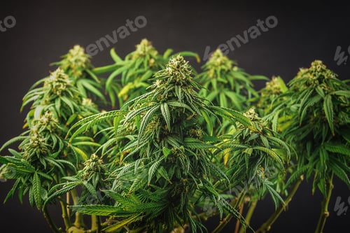 Preview: Marijuana flower bud sites