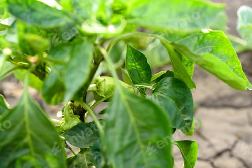 Preview: Green bright leaves of pepper bush on a homestead