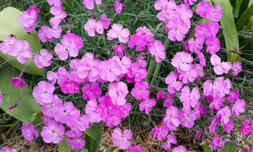 Preview: Beautiful pink flowers of carnation