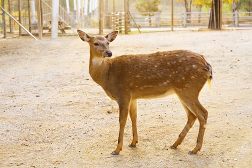 Preview: Female roe deer