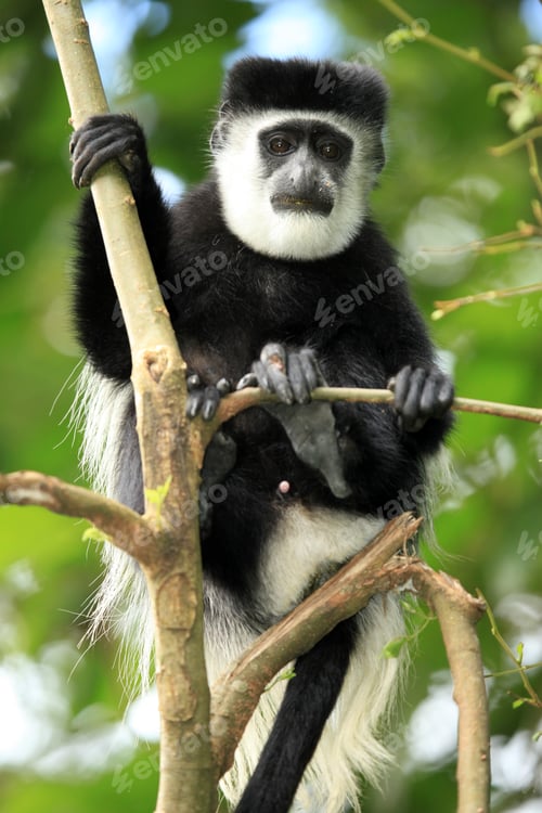 Preview: Black and White Colobus - Uganda, Africa