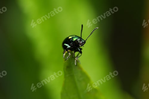 Preview: Close-up macro shot of a Alder Leaf Beetle on a leaf with a blurred green background