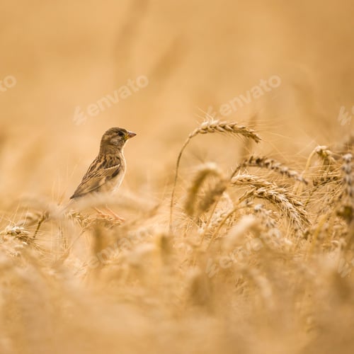 Preview: Female House Sparrow (Passer domesticus) in a wheat field, close-up