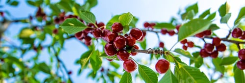 Preview: Ripe cherries in the garden. Selective focus.