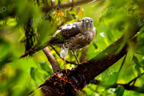 Preview: Eagle eating a freshly caught bird.