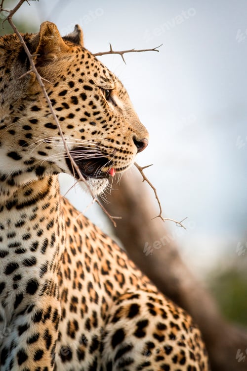 Preview: A side profile of a leopard's head, Panthera pardus, looking away, mouth open, thorny branch in