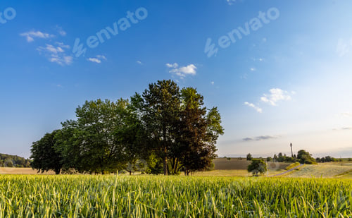 Preview: Trees stand in a wheat field in the countryside against a cloudy sky