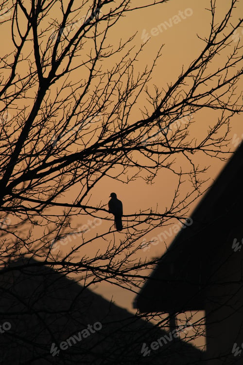 Preview: Silhouetted bird perched on a tree branch against a backdrop of a house at dusk