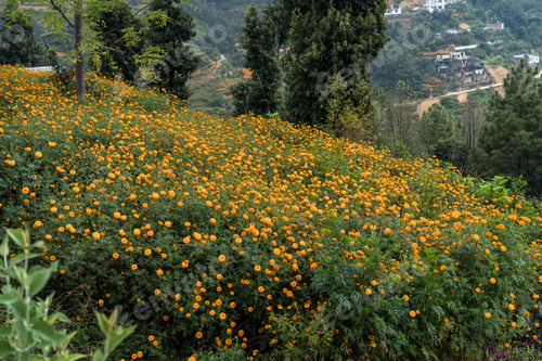 Preview: Closeup view of Marigold flower