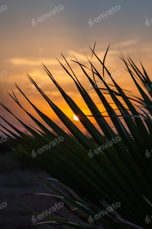 Preview: Vertical shot of the sun rays through the palm leaves during sunset