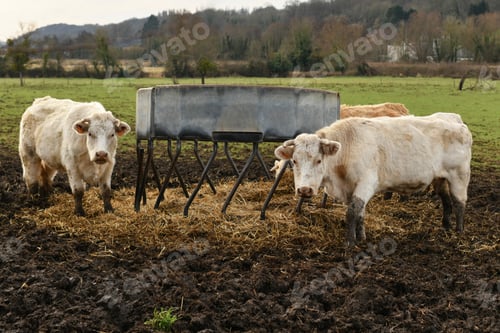 Preview: Beige cows graze on a field in Normandy