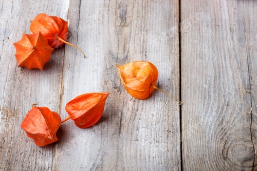 Preview: physalis on a wooden background