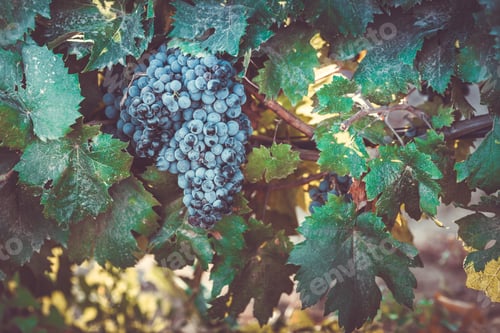 Preview: grape growing