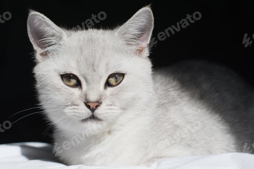 Preview: Cute tabby Scottish short hair silver kitten, Funny adorable pets cats