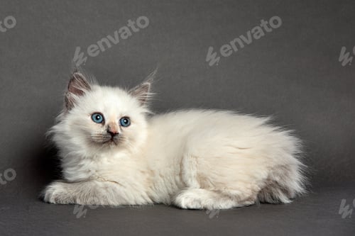 Preview: Cute fluffy kitten against gray background. Space for text