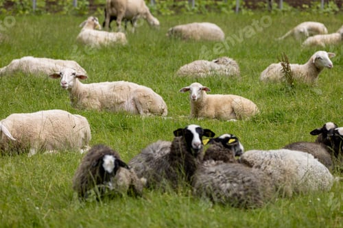Preview: Flock of sheep relaxing in spacious green pasture