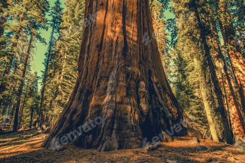 Preview: Giant Ancient Sequoia Tree