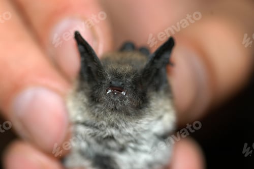 Preview: Chiropterologist holding and studying a bat