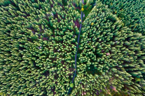 Preview: Aerial view of green pine forest with dark spruce trees. Nothern woodland scenery from above