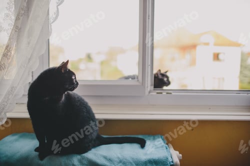 Preview: pets