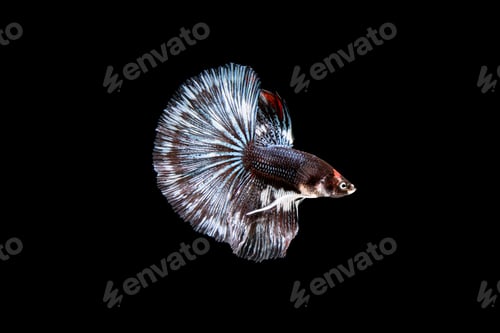 Preview: Siamese fighting fish Betta splendens on black background
