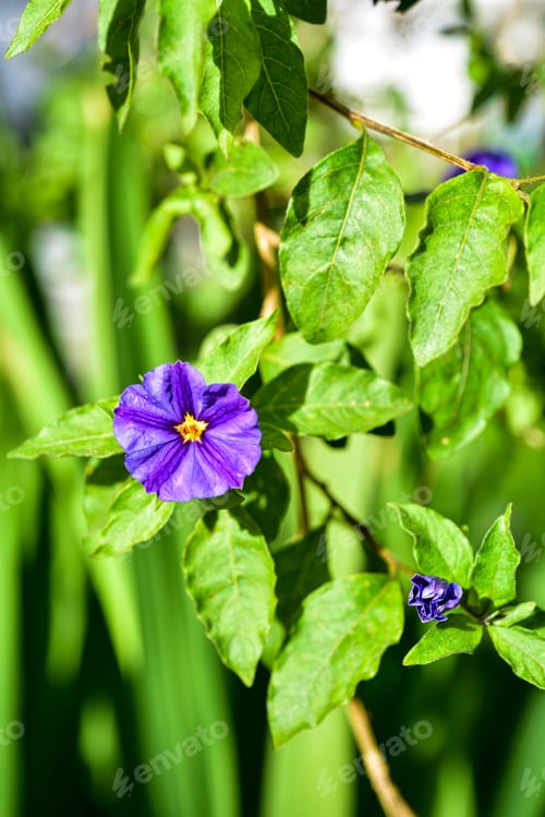 Preview: purple flower blooming on green leafy branch of tree in garden