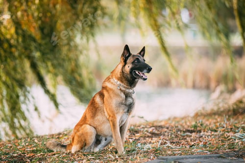 Preview: Malinois Dog Sitting Near Lake Under Tree Branches. Belgian Sheepdog Are Active, Intelligent