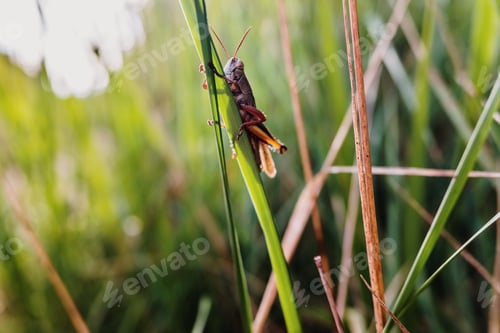 Preview: A grasshopper, Caelifera, perched on a plant against a background of backlit green leaves.