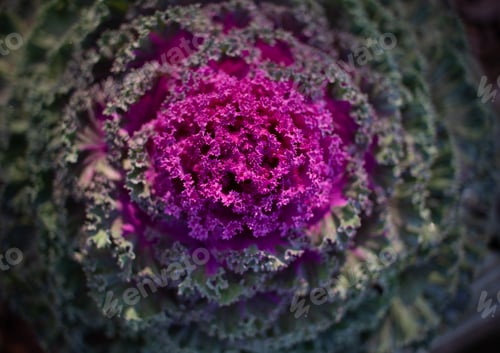 Preview: Purple and green winter kale
