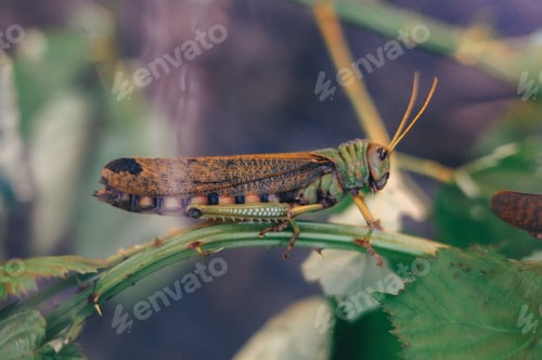 Preview: Close-up of a grasshopper perched on a green leaf with a blurred background