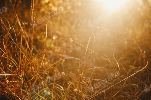 Preview: Beautiful autumn wild grass in evening sunlight, close up. Autumnal background. Grasses in sunset