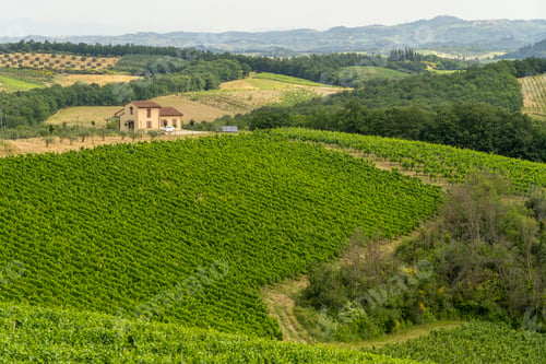 Preview: Summer landscape in the Chianti region at summer