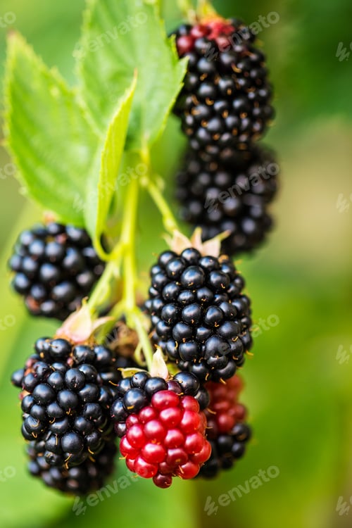 Preview: Branch with ripe blackberry.