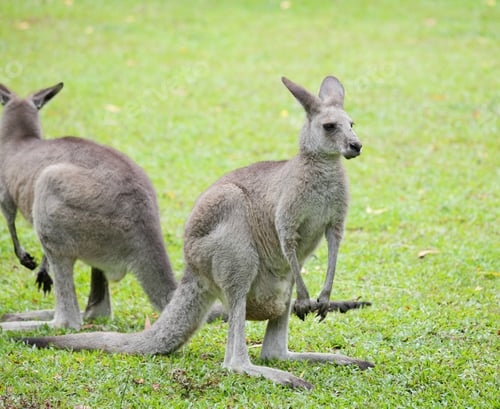 Preview: grey kangaroo