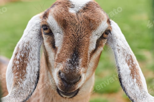 Preview: Portrait of a brown young goat with long ears