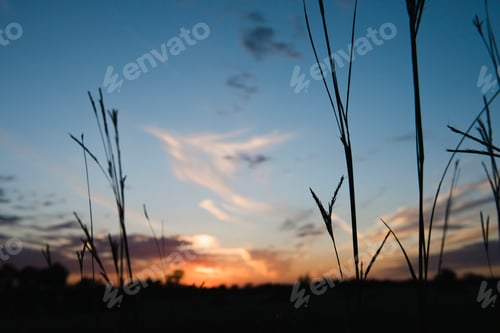 Preview: Silhouetted long grasses at sunset