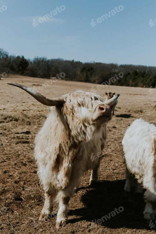 Preview: Highland Cow with it's Head Pointed to the Sky
