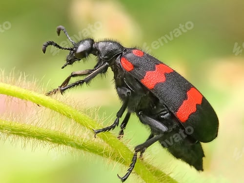 Preview: Blister beetles