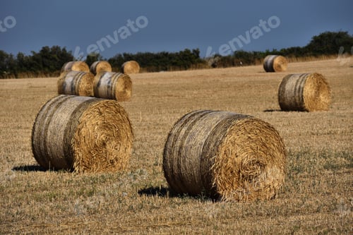 Preview: Straw bales on farmland with blue sky